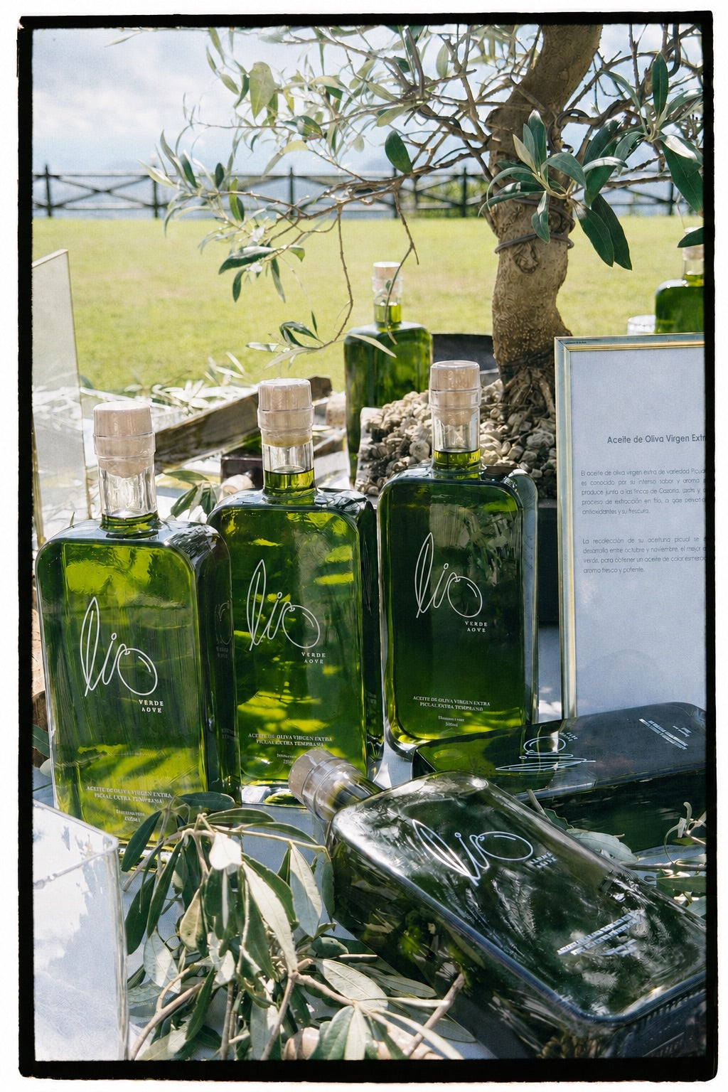 LIO VERDE AOVE